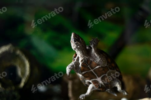 Preview: Turtle