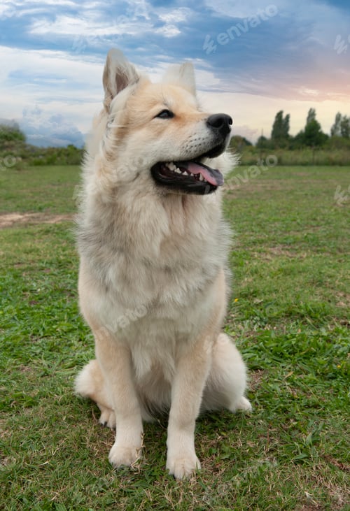 Preview: eurasier in a garden