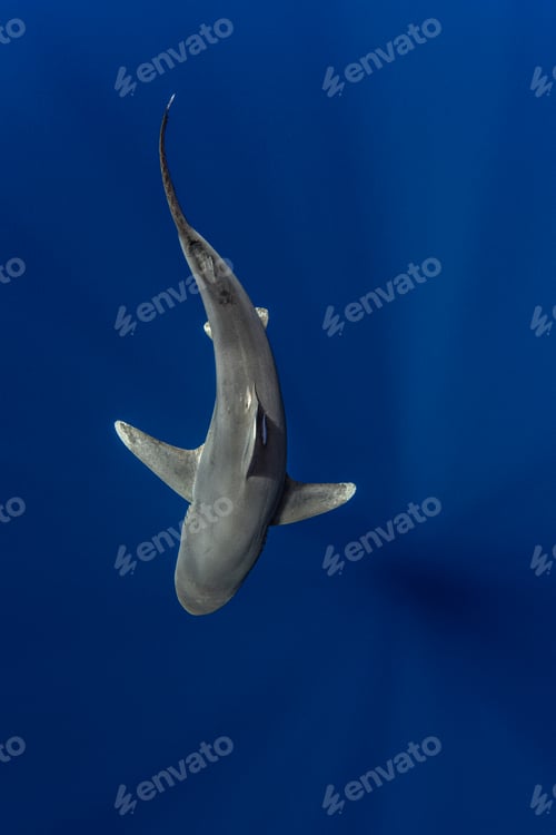 Preview: Shark swimming gracefully in deep blue ocean waters