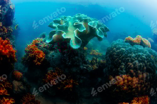 Preview: Different colored corals in sea