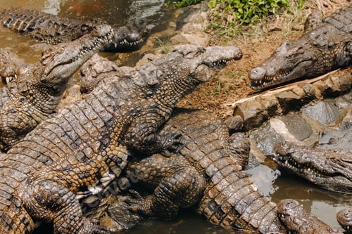 Preview: Crocodile Park on the island of Mauritius. La Vanilla Nature Park.Crocodiles