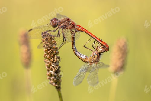 Preview: Ruddy Darter Dragonfly Copula