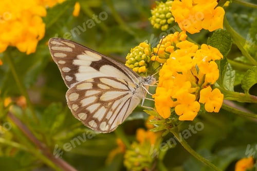 Preview: Beautiful butterfly on flowers