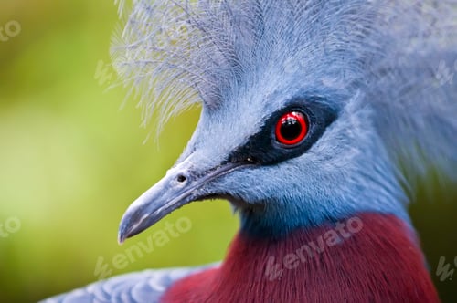 Preview: Victoria Crowned Pigeon, Goura victoria