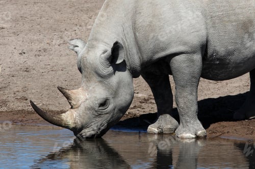 Preview: Black Rhinoceros - Namibia
