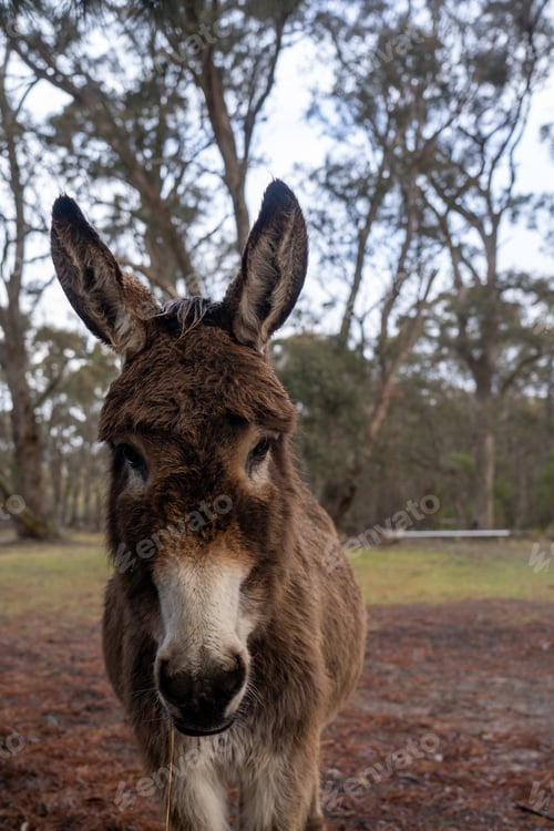 Preview: Donkey in a field