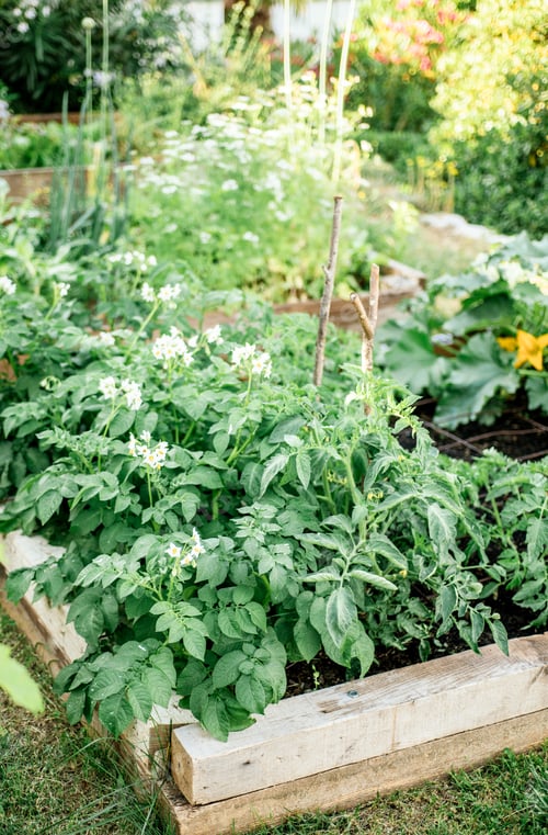 Preview: Raised bed garden