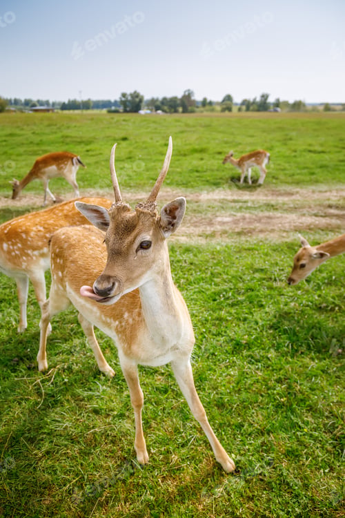 Preview: A juvenile fallow deer buck with developing antlers licking his nose in a sunny green pasture