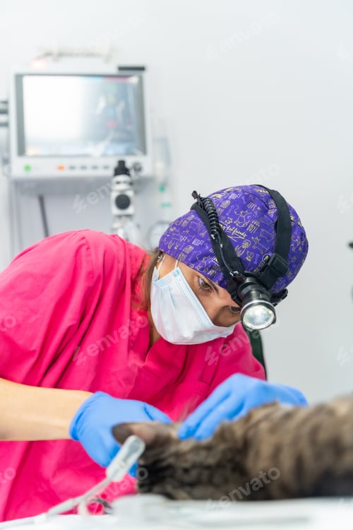 Preview: Veterinary clinic with a cat, veterinarian working on delicate mouth and teeth operation