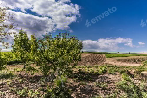 Preview: Beautiful spring landscape and cloudy sky.