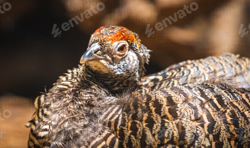 Preview: Close-up of female pheasant hen.