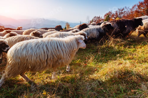 Preview: flock of sheep