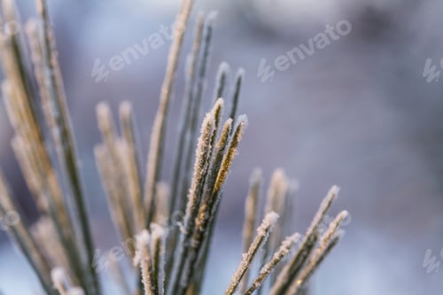 Preview: Frozen tree