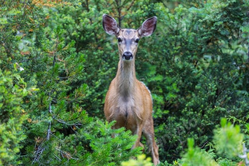 Preview: Deer