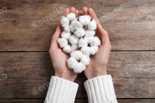 Preview: Woman holding cotton flowers on wooden background, top view