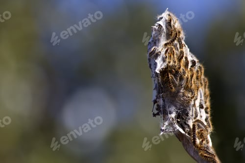 Preview: Closeup shot of Thaumetopoea pityocampa