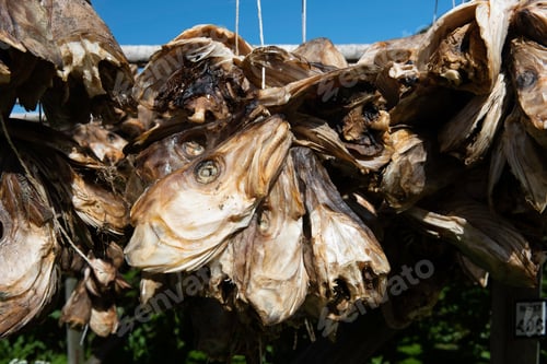 Preview: the dried fish are hanging in a drying rack for drying