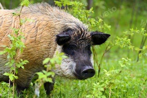 Preview: Wild boar in forest
