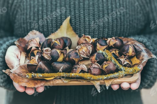 Preview: Close up of woman hands holding a dish with chestnuts fruit. Autumn winter color background decorati