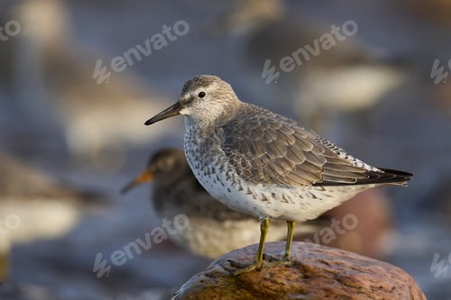 Preview: Red knot (Calidris canutus)