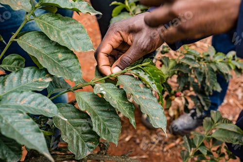 Preview: Coffee Leaves Testing Farm Farmers Landscapes Details Shape Leaf Kenya East Africa Kiambu Coffee