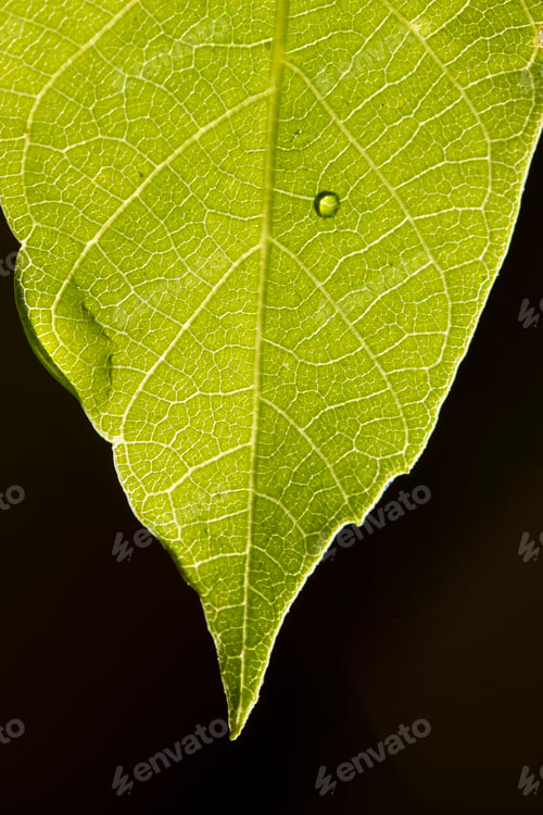 Preview: Green leaf close-up. Nature background.