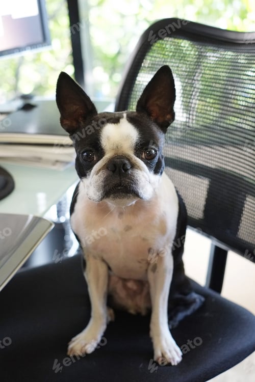 Preview: dog