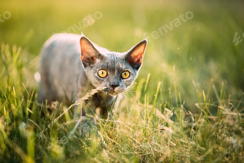 Preview: Funny Curious Young Gray Devon Rex Kitten Sneaks In Green Grass.