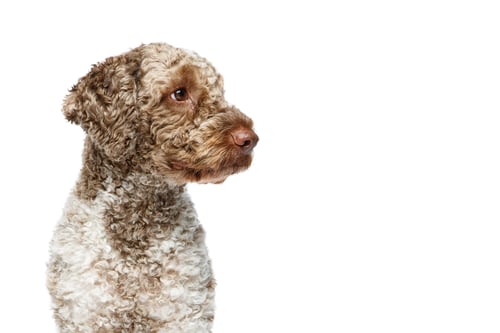 Preview: beautiful lagotto romagnolo dog on white background