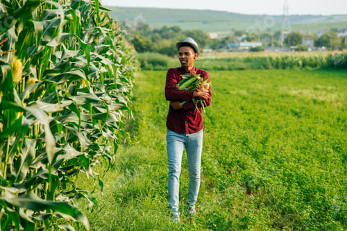 Visualização: o jovem e moderno agricultor da área rural colhe espigas de milho.