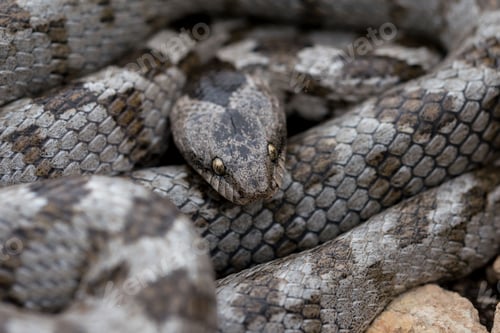 Preview: A detail shot of European Cat snake (Telescopus fallax) or Soosan Snake, on the island of Malta.