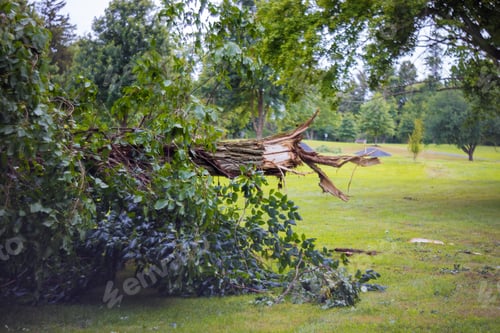 Preview: Broken trees after powerful hurricane in the forest after a storm.