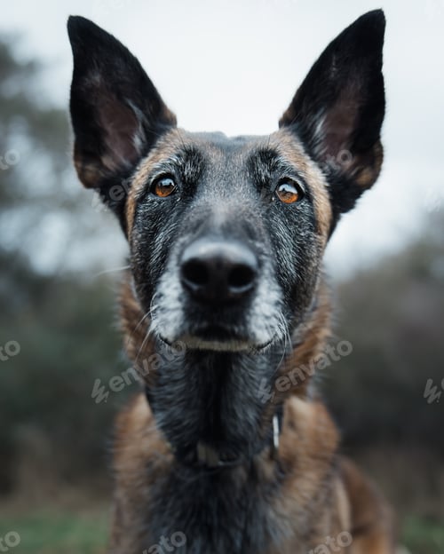 Preview: a brown and black dog is staring at the camera with it's eyes open