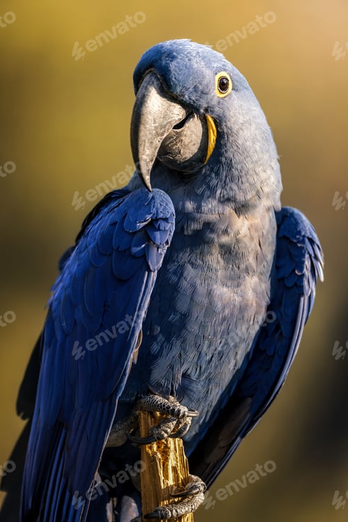 Preview: Close-up of a vibrant blue hyacinth macaw perched on an branch