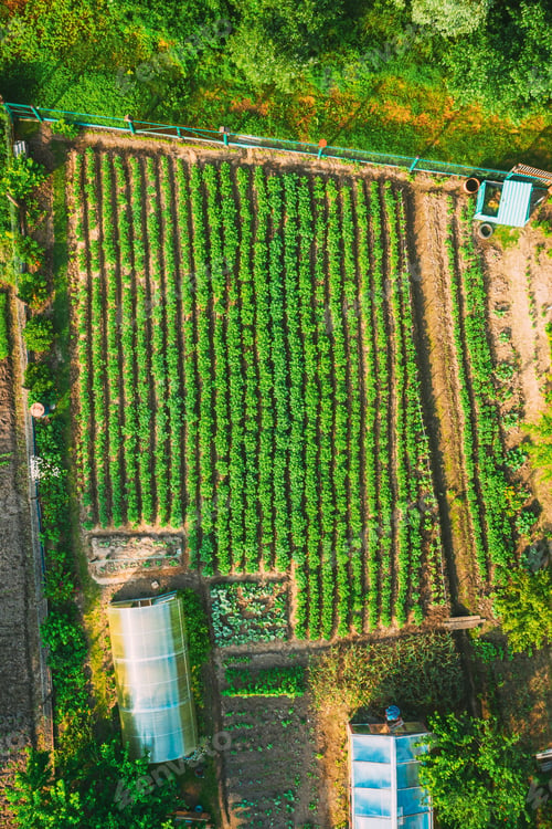 Preview: Aerial View Of Vegetable Garden In Small Town Or Village. Potato Plantation And Greenhouse At Summer