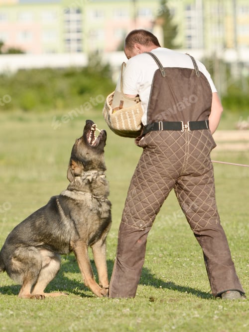 Preview: Police Dog Outdoor Training Process