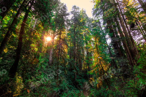 Preview: Green Of The Forest, Redwoods National & State Parks, California