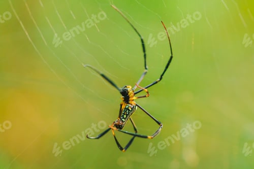 Preview: Golden Web Spider knit large fibers to trap insects