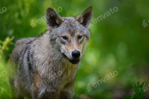 Preview: Wolf portrait in summer forest. Wildlife scene from nature