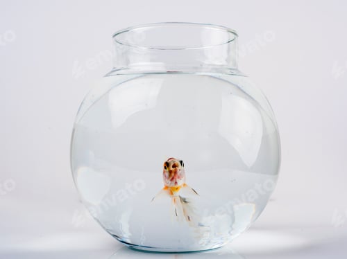Preview: Goldfish in a beautiful round fish bowl.