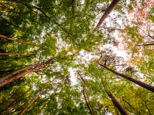 Preview: Beautiful landscape of big tree in the forest with low angel vie