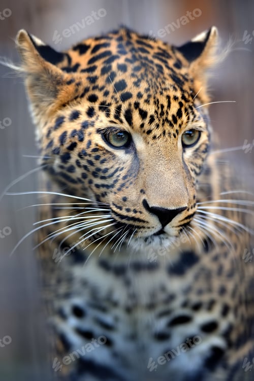 Preview: Close leopard portrait