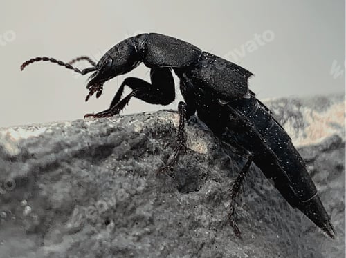 Preview: Dark insect tasgius ater