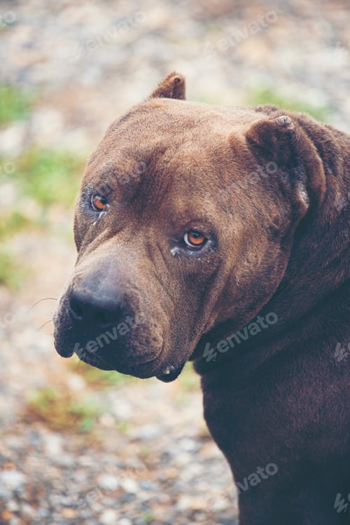 Preview: old Black French Bulldog