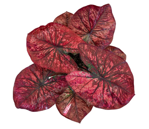 Preview: caladium on white background isolate with clipping path. Queen of the leaves plants. Colorful of bo