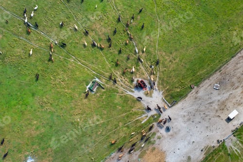 Preview: Milk cows grazing on green farm pasture.