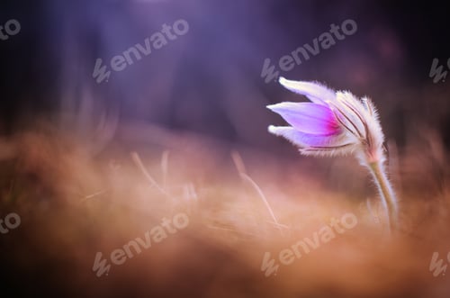 Preview: Pulsatilla grandis