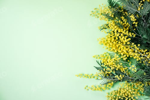 Preview: Bouquet of mimosa flowers on green background. International Women Day. Top view, flat lay