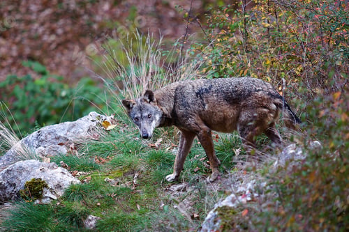 Preview: Apennine wolf, Canis lupus italicus
