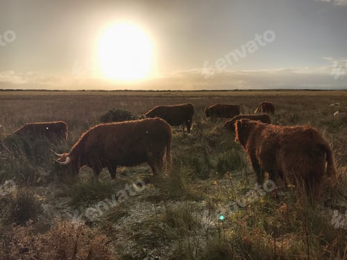 Preview: Golden hour in the Highlands of Scotland. A light snow flurry landing on the Highland cattle.
